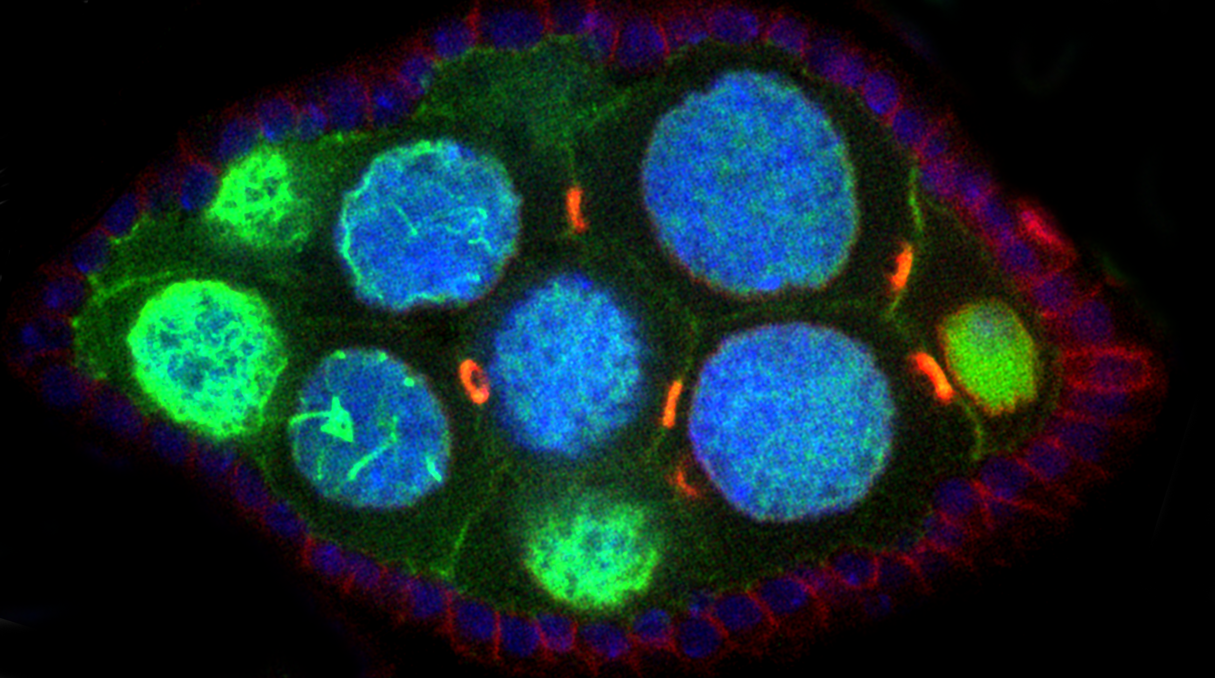 Drosophila melanogaster ovary